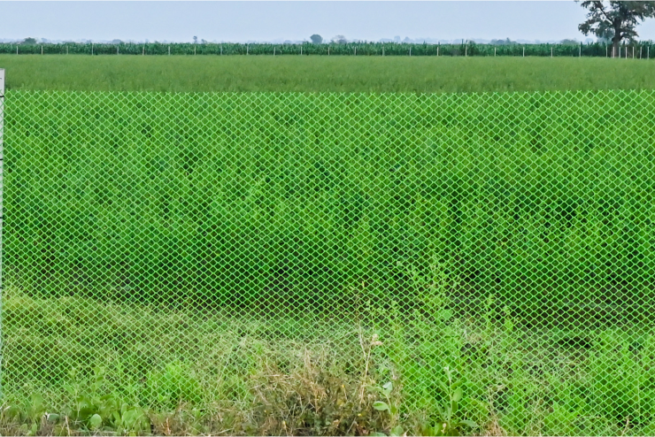 Indonet’s Garden Fencing Net for plants protection