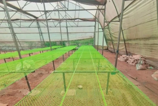 Indonet agriculture nursery table mesh installed on greenhouse benches
