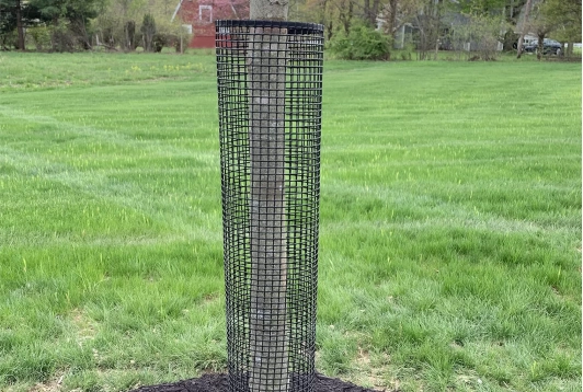 Square plastic tree guard installed around a young tree to protect it from animals and damage in a grassy field