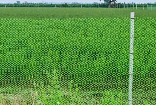 HDPE fencing net installed in agricultural field for crop protection