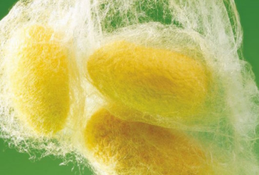 Plastic mountage mesh used for silkworm cocoon formation in sericulture